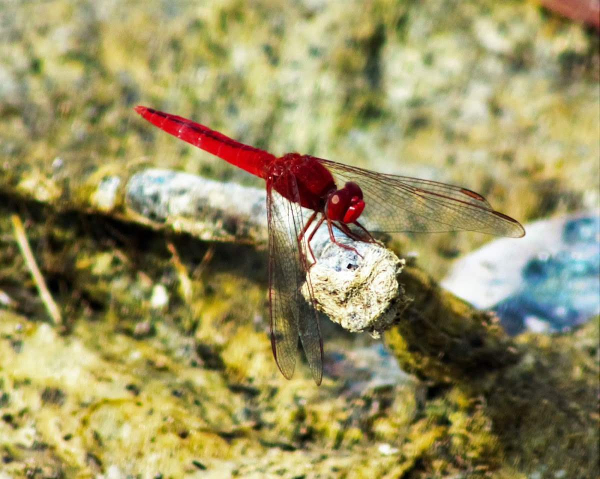 Scarlet Skimmer (male)