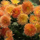 Chrysanths