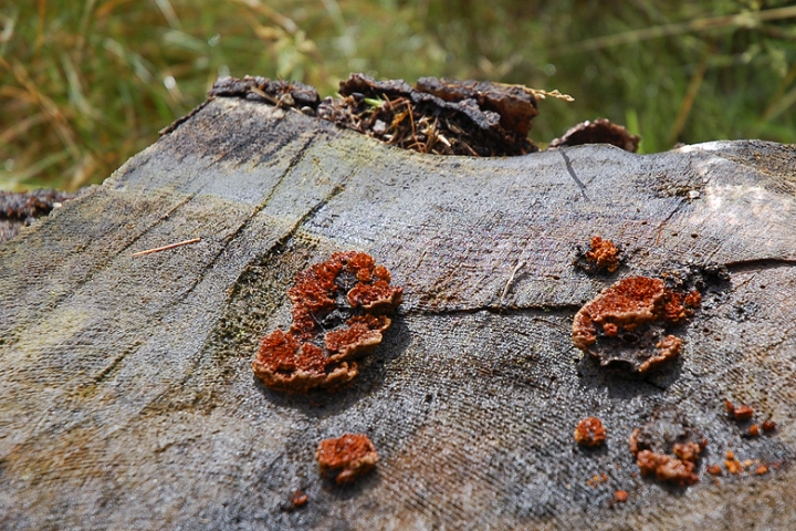 Il profumo del bosco di DOSSIG