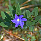 Herbaceous Periwinkle