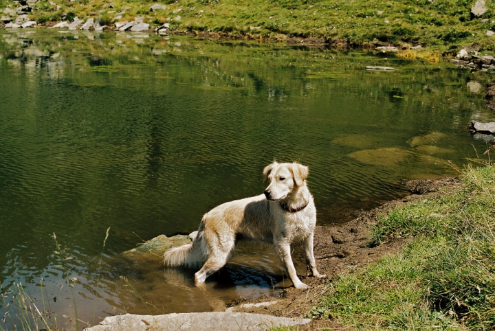 Cane, Kodak Portra 160 di mretina