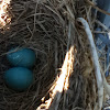 European Starling Eggs