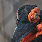 Southern Ground Hornbill