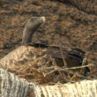 Indian Vulture