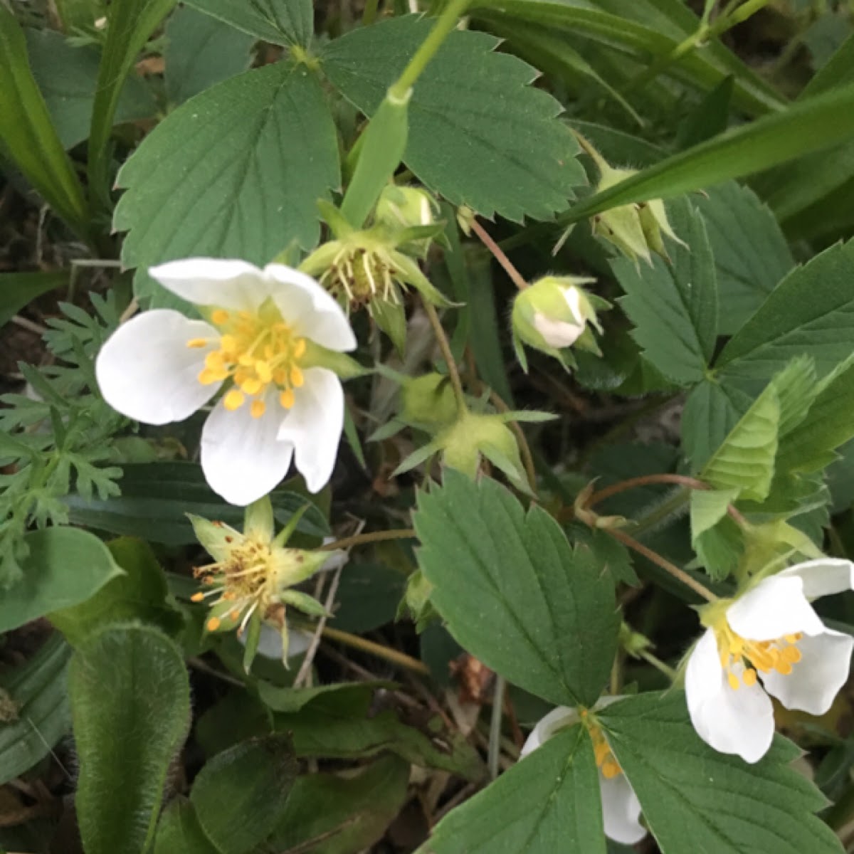 Wild Strawberry