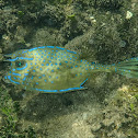 Scrawled Cowfish