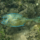 Scrawled Cowfish