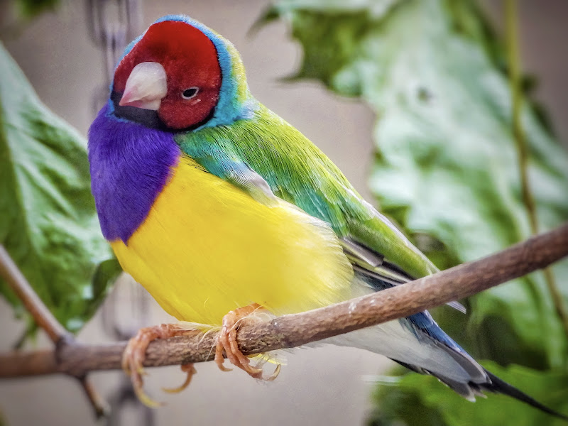 Diamante di Gould  di Capirizzo