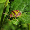 Green burgundy stink bug