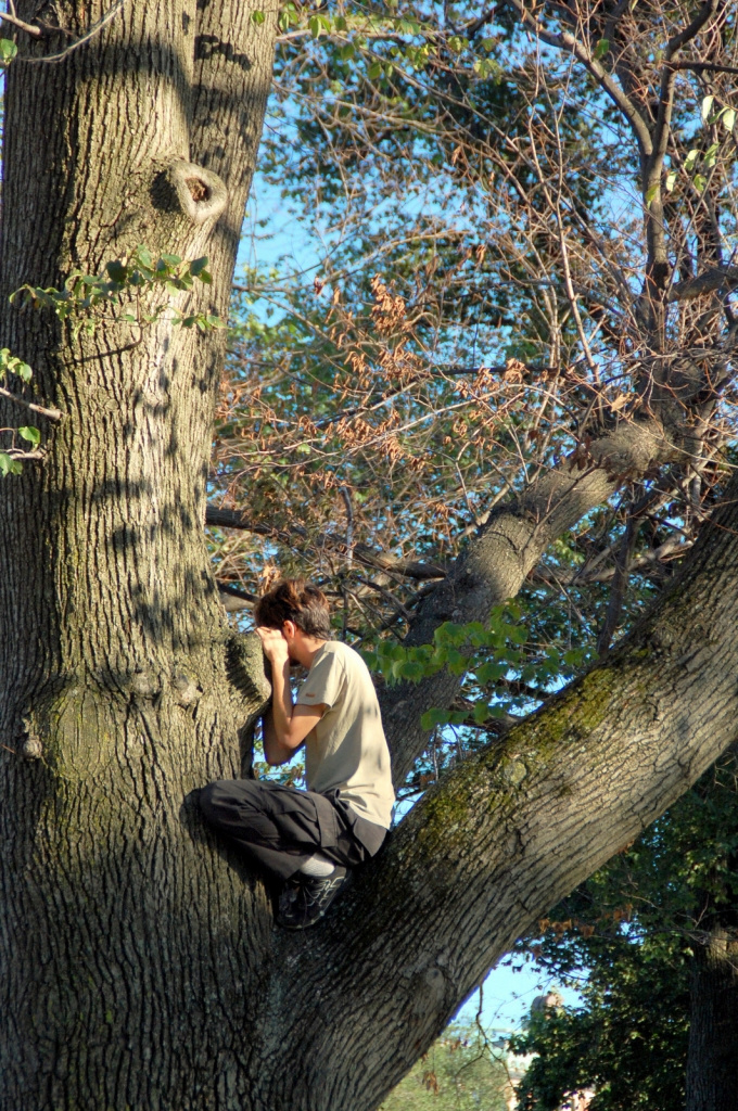 Dentro l'albero di cdeipoli