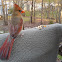 Northern Cardinal