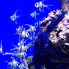 Banggai cardinalfish