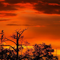 Alberi in una luce di fuoco di 