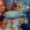 Golden Rabbitfish