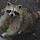 Raccoon Wallpaper New Tab Theme