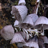 Fairy's Ink-Caps