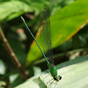 Clear Winged Forest Glory