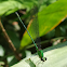 Clear Winged Forest Glory