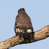 Crested Serpent Eagle