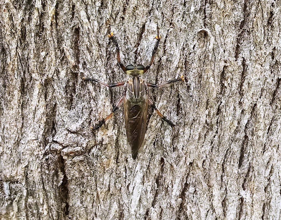 Hercules Robberfly