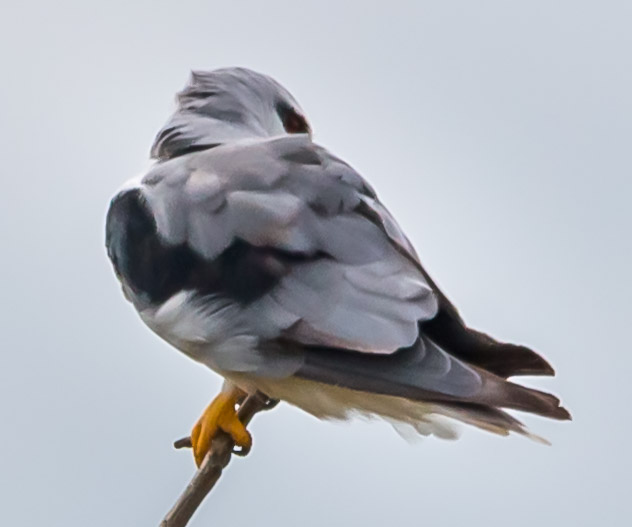 Black-shouldered kite, Black-winged Kite