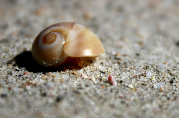 Conchiglia di Aredhel