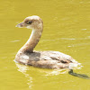 Pied-billed grebe