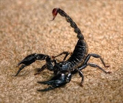 Scorpion. Picture credit: safety.worldnomads.com