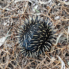 Echidna