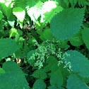 Wood-nettle