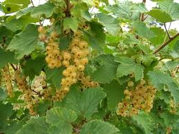 white currant