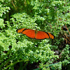 Dryas iulia alcionea