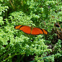 Dryas iulia alcionea