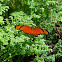 Dryas iulia alcionea