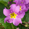 Primrose