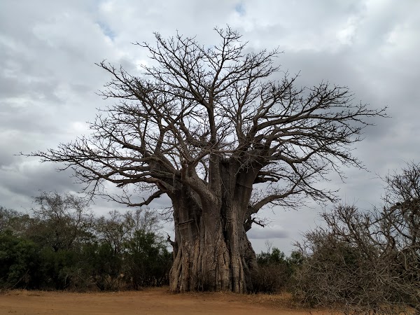 KRUGER DÍA 5: DE SKUKUZA A SATARA - SUDÁFRICA, DOS SEMANAS POR EL KRUGER Y LA COSTA SUR (7)