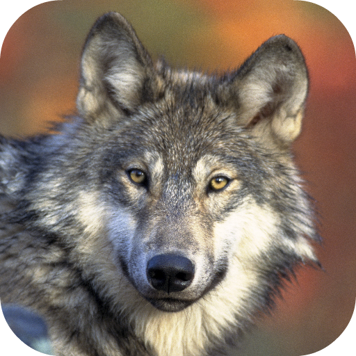 Wolf Wallpapers Aplicații Pe Google Play