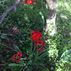 Red Tulips