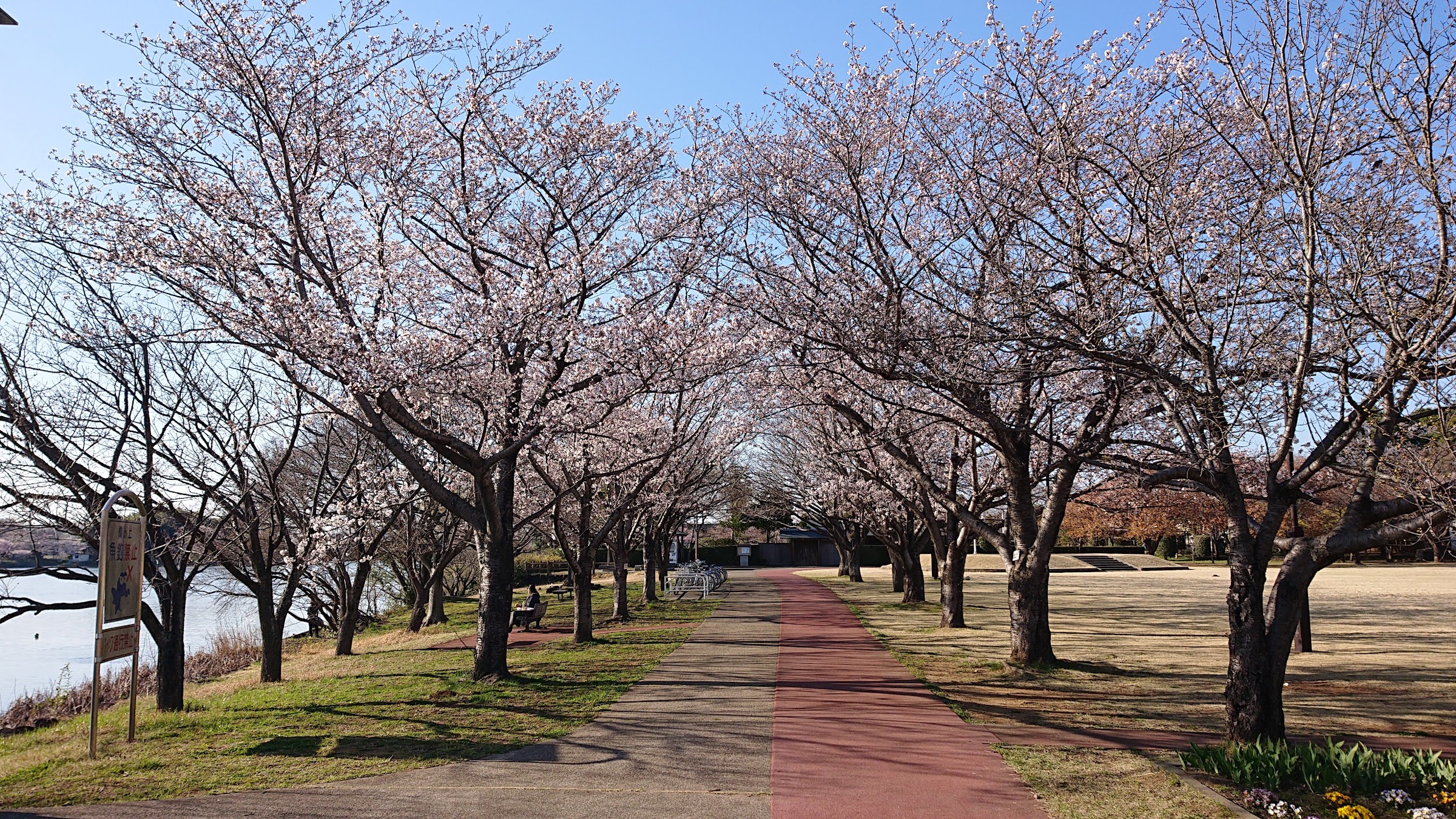 砂沼にある観桜苑の桜です。