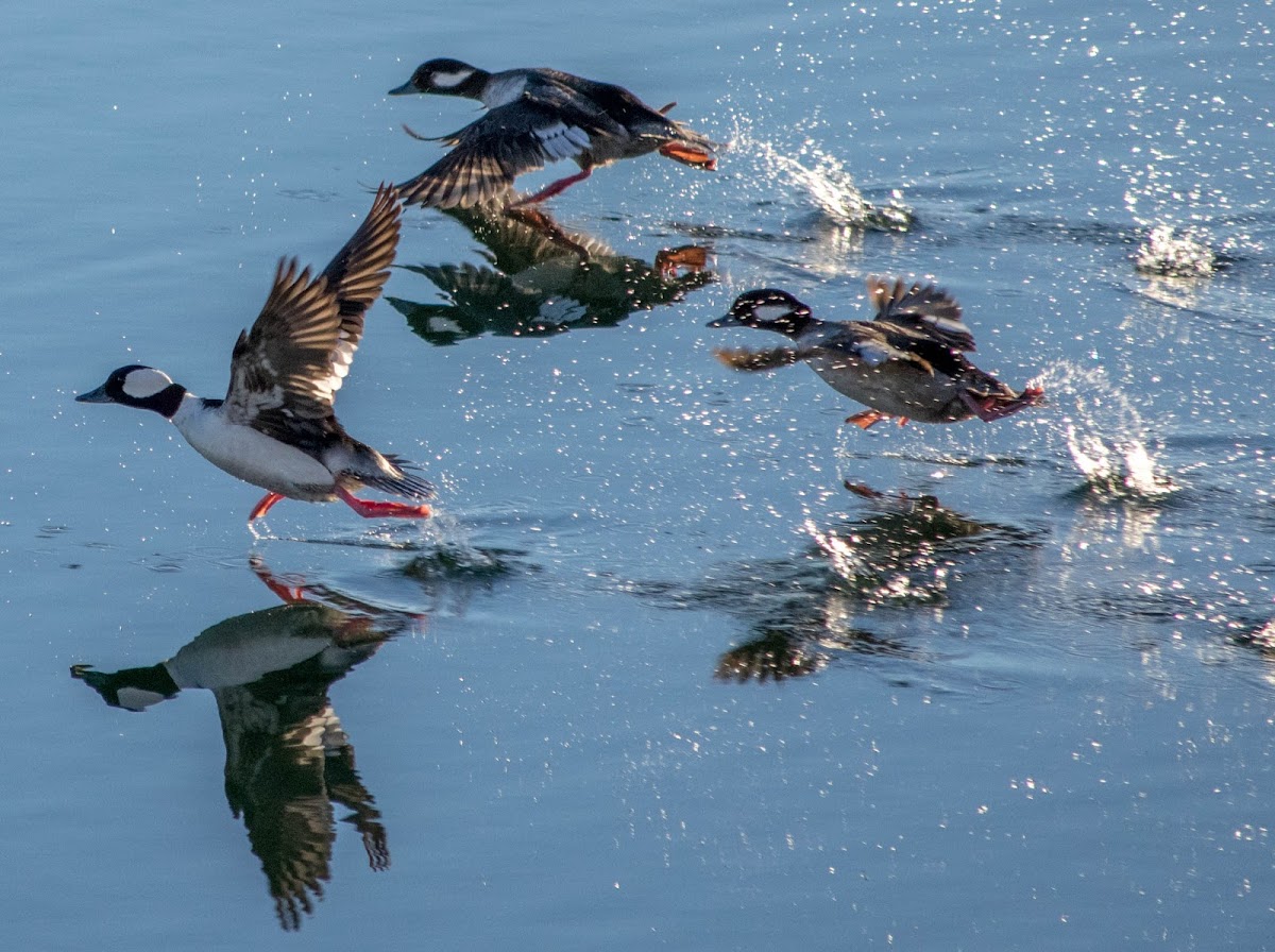 bufflehead