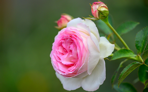 Rose Branch Showing Its Color screenshot 1