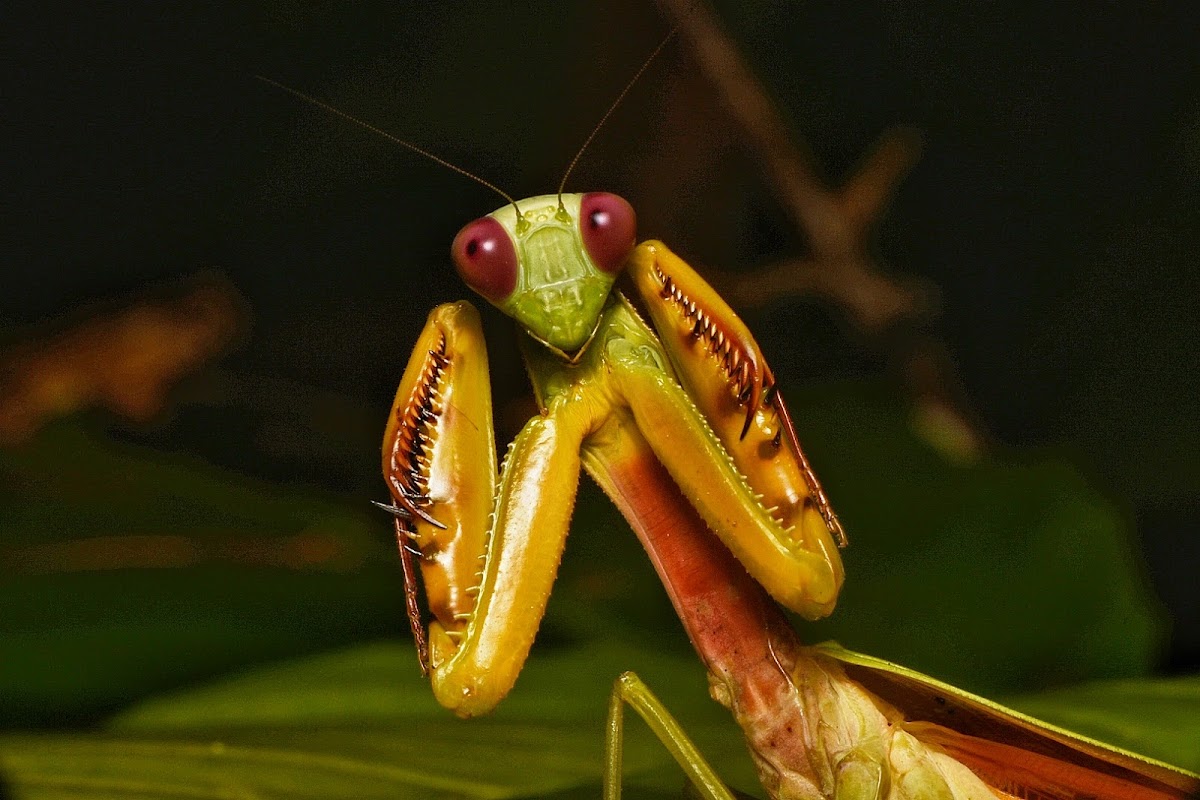 Formosan Giant Mantis