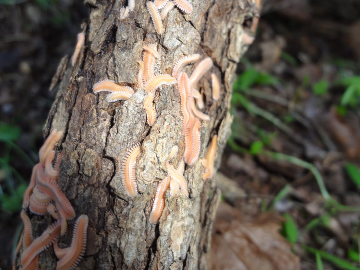 Pink Millepede