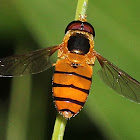 Black-banded Hoverfly