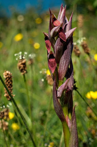 Serapias parviflora