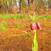 Fritillaria