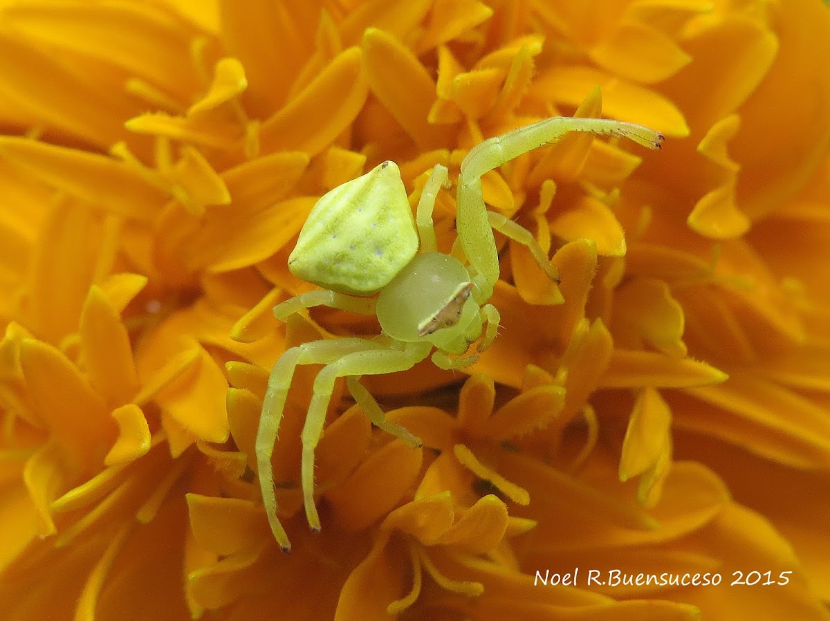 Crab Spider