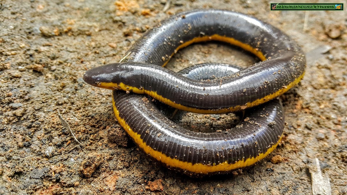 Yellow striped caecilian, Beddome's Caecilian, Nilgherries caecilian