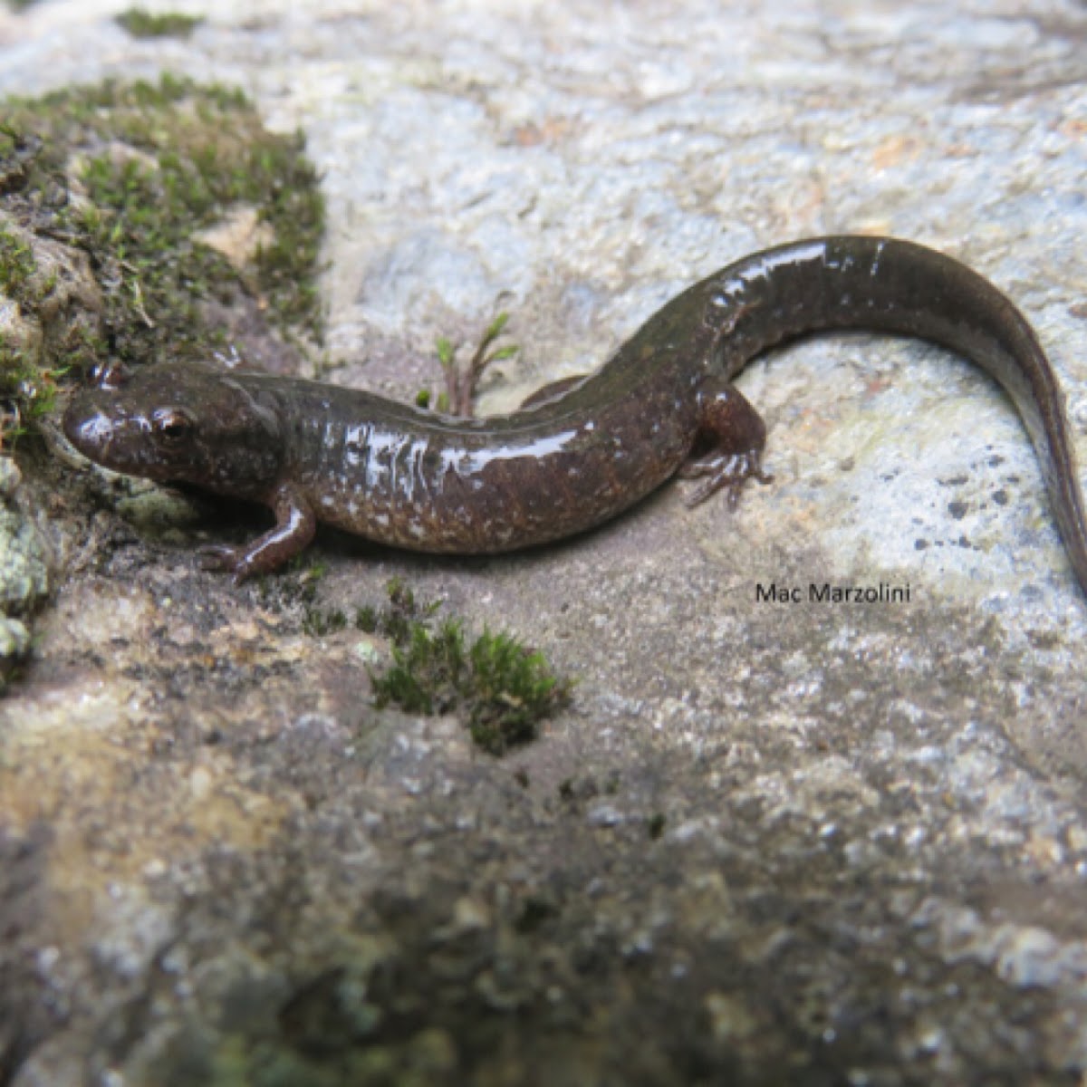 Northern Dusky Salamander