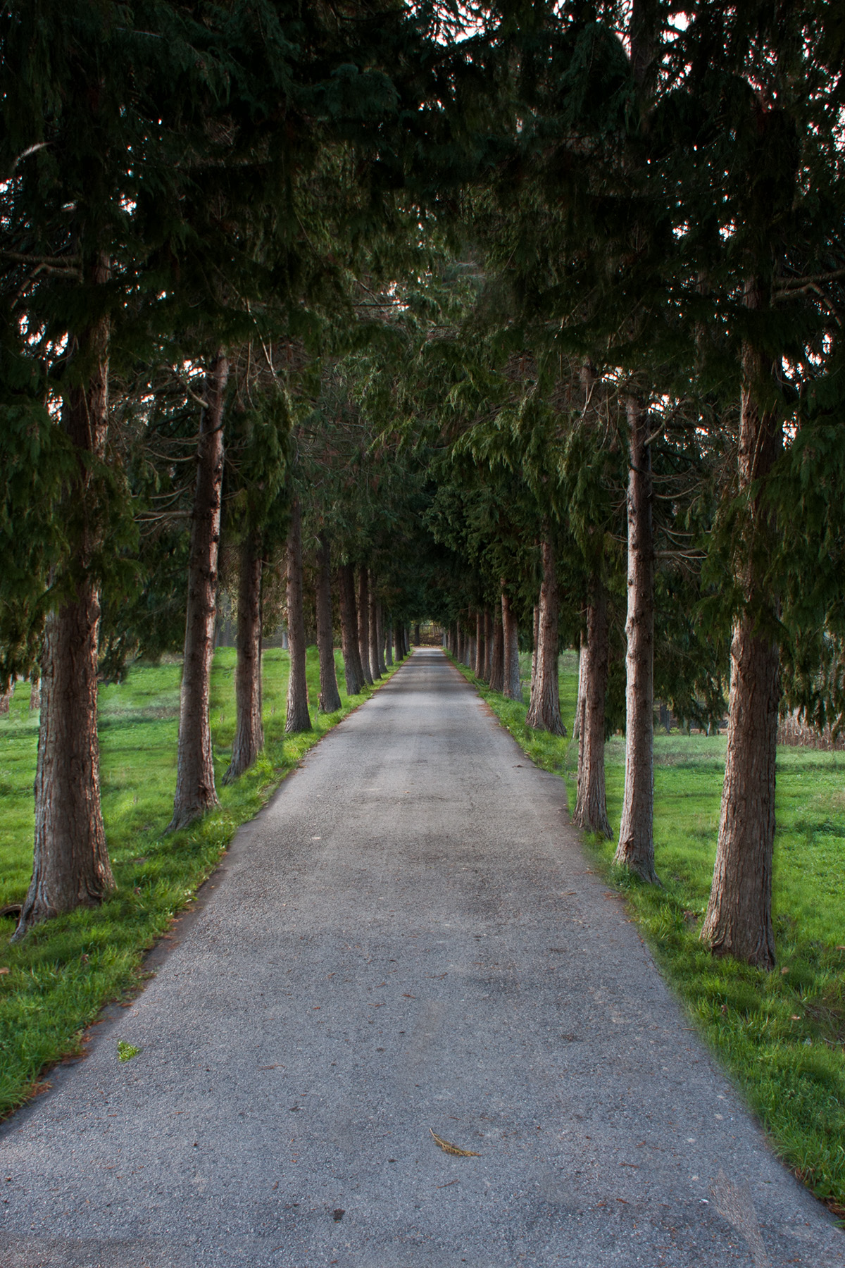 il viale di dady2